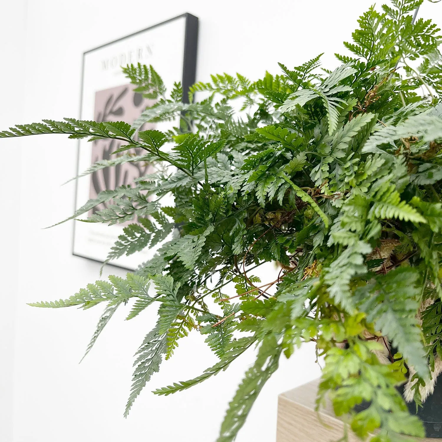 25 - 35cm Hare's Foot Fern in Hanging Pot Humata Tyermanii 17cm Pot House Plant