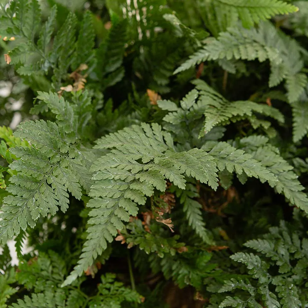 25 - 35cm Hare's Foot Fern in Hanging Pot Humata Tyermanii 17cm Pot House Plant