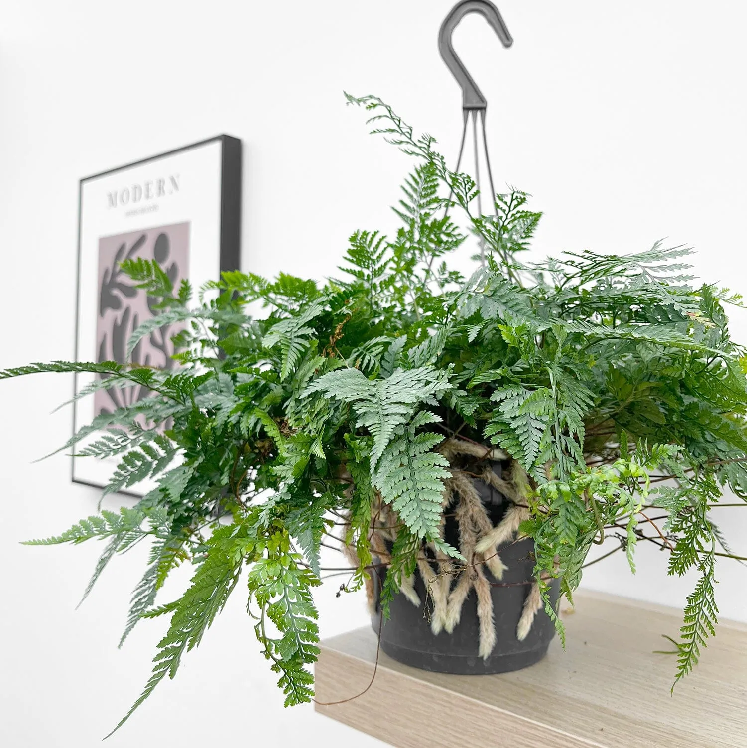 25 - 35cm Hare's Foot Fern in Hanging Pot Humata Tyermanii 17cm Pot House Plant