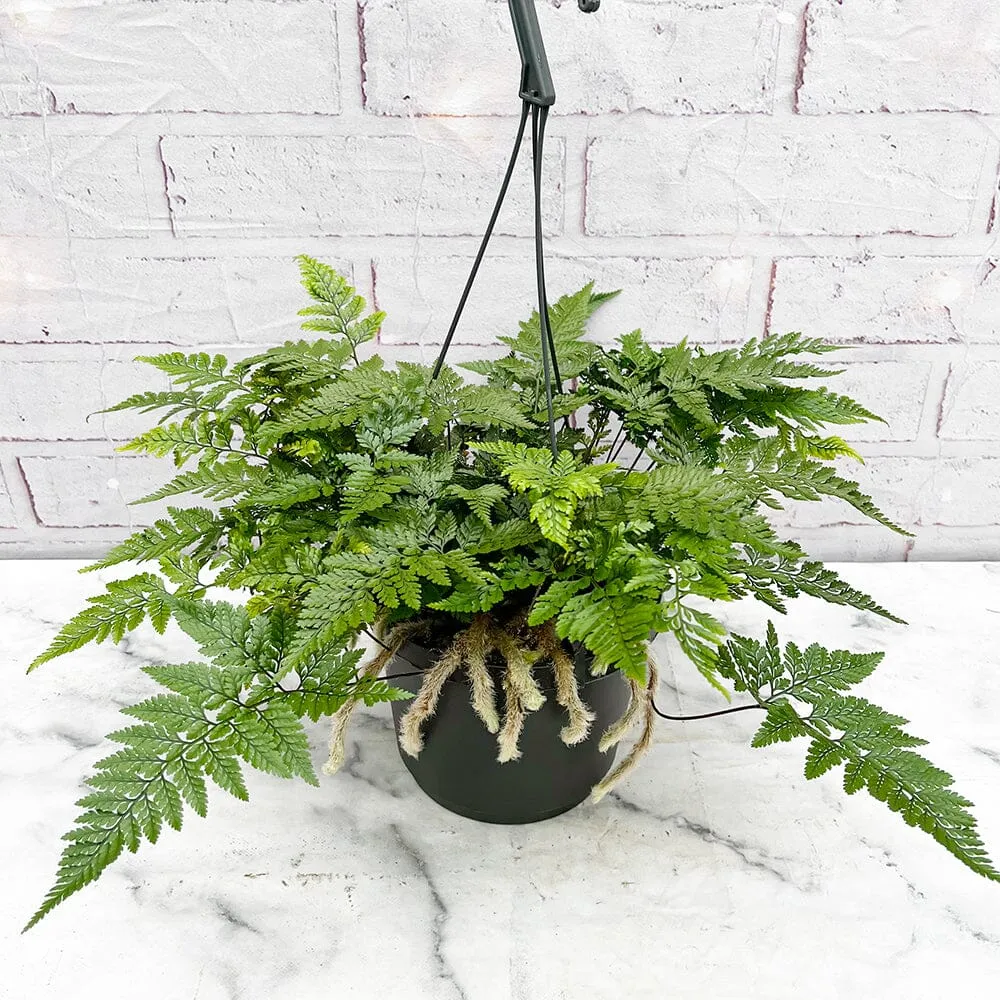 25 - 35cm Hare's Foot Fern in Hanging Pot Humata Tyermanii 17cm Pot House Plant