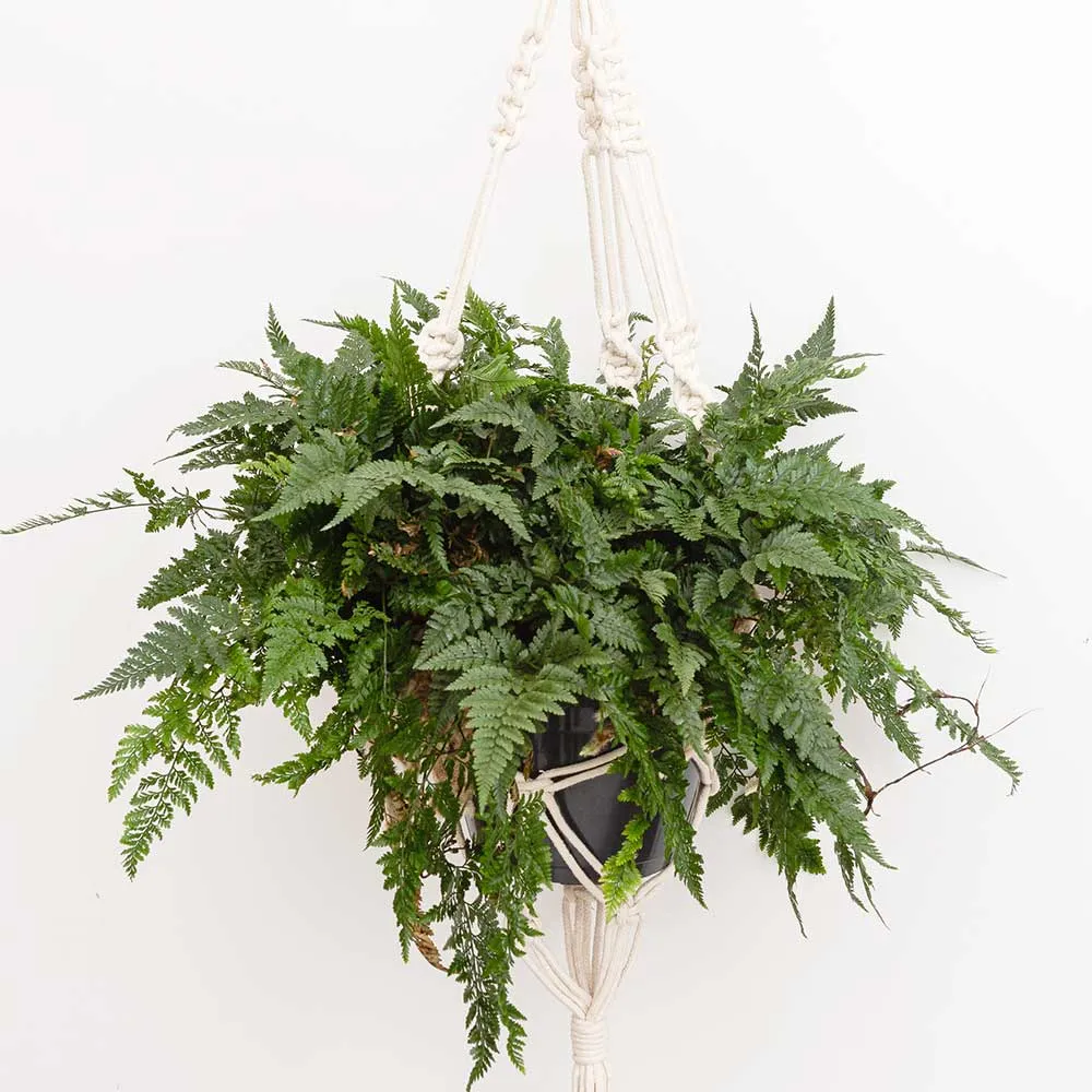 25 - 35cm Hare's Foot Fern in Hanging Pot Humata Tyermanii 17cm Pot House Plant