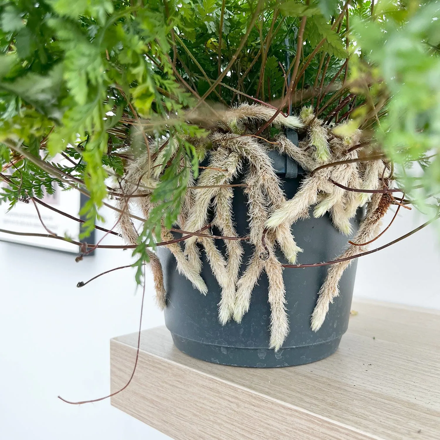 25 - 35cm Hare's Foot Fern in Hanging Pot Humata Tyermanii 17cm Pot House Plant