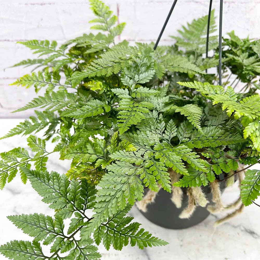 25 - 35cm Hare's Foot Fern in Hanging Pot Humata Tyermanii 17cm Pot House Plant