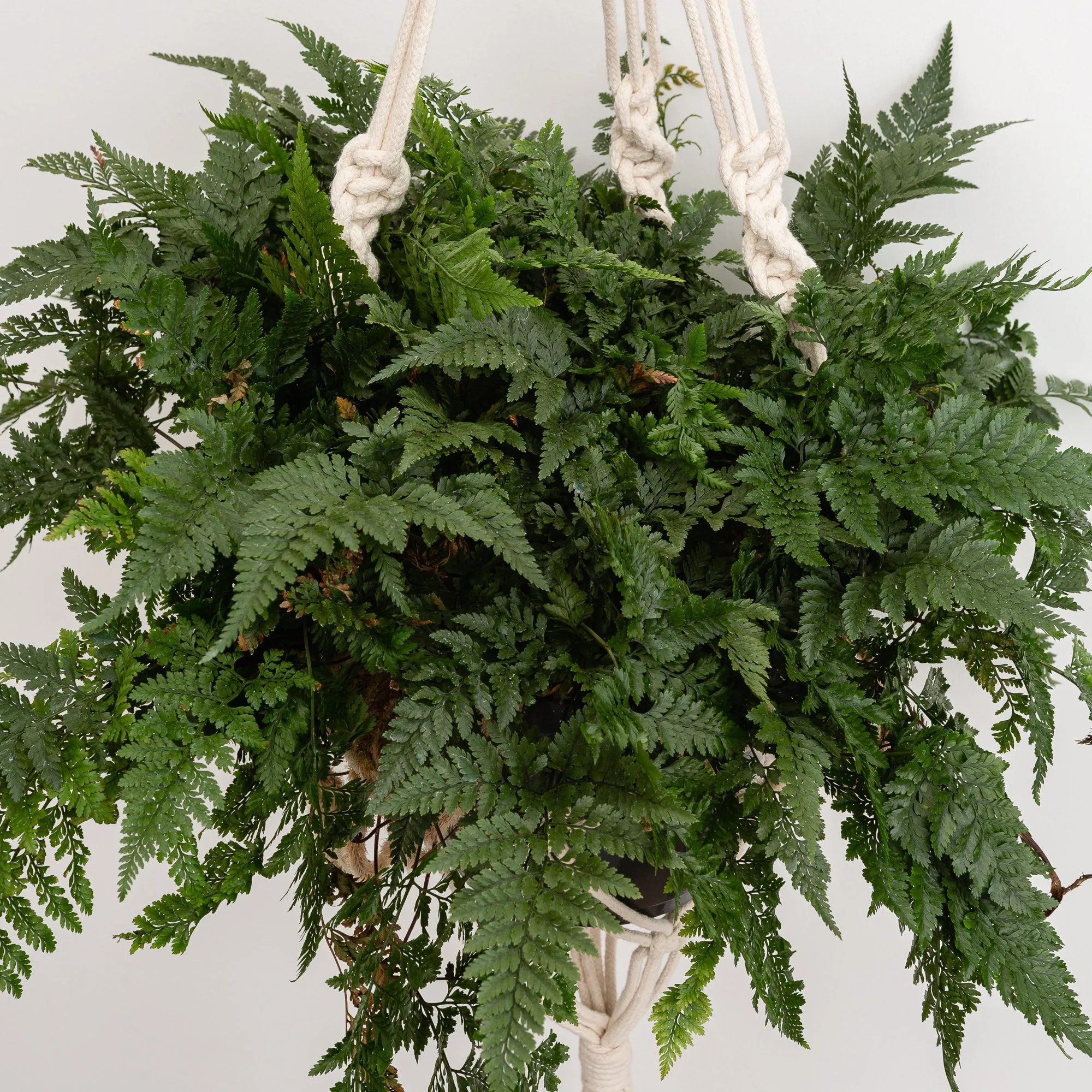 25 - 35cm Hare's Foot Fern in Hanging Pot Humata Tyermanii 17cm Pot House Plant