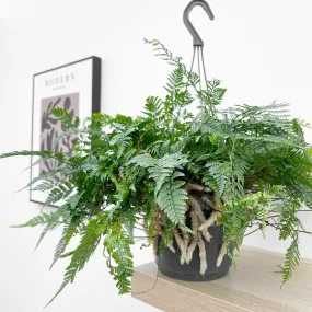 25 - 35cm Hare's Foot Fern in Hanging Pot Humata Tyermanii 17cm Pot House Plant