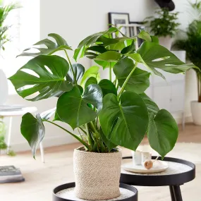 55 - 70cm Monstera Deliciosa Swiss Cheese Plant 17cm Pot House Plant