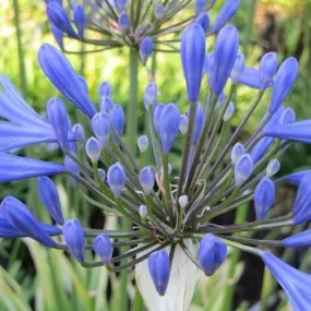 Agapanthus praecox Queen Anne Pot | 9cm