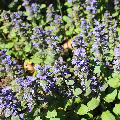 Ajuga reptans Catlin's Giant Pot | 9cm