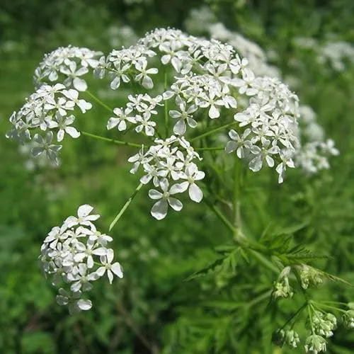 Anthriscus sylvestris - Cow Parsley 9cm Pot