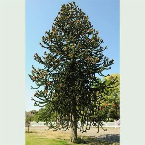 Araucaria araucana - Monkey Puzzle 9cm Pot