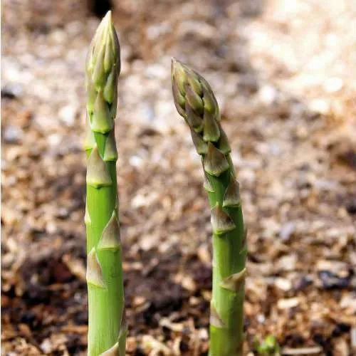 Asparagus Connover’s Colossal - 9cm Pot (2 yr plants, from seed)