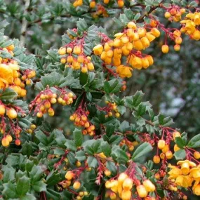 Berberis darwinii Pot | 9cm / 0.5ft / Young plant