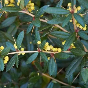 Berberis julianae Pot | 9cm / Young plant