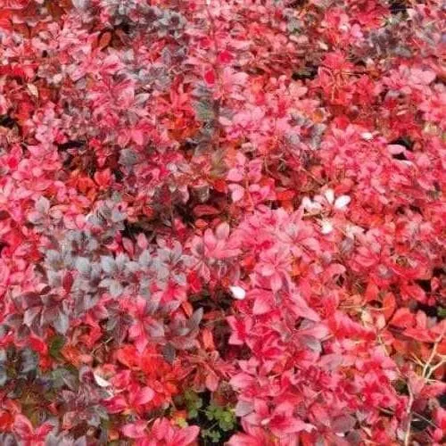 Berberis x media Red Jewel 9cm Pot (Young Plant)