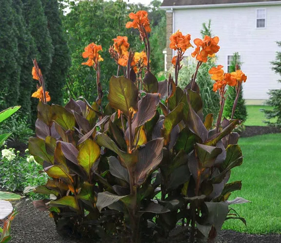 Canna (Tropicanna Black)