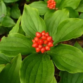 Cornus canadensis 9cm Pot (Young Plant)