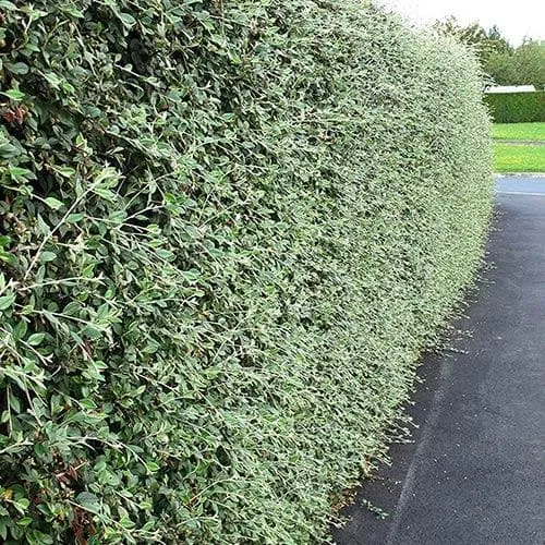 Cotoneaster franchetii Pot | 3L / 1-2ft / Bushy