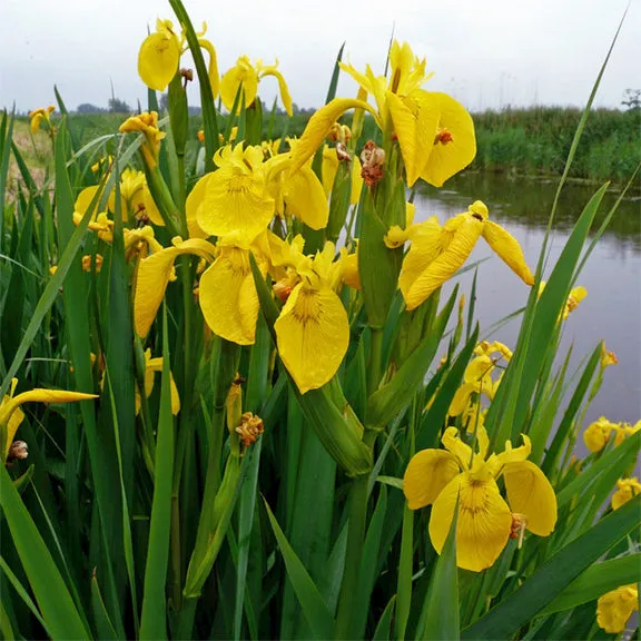 Iris Yellow