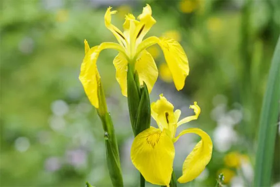 Iris Yellow