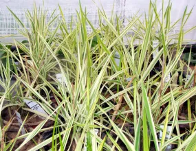 Manna Grass Variegated