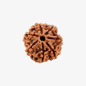 Nepal Origin 7 Mukhi Rudraksha